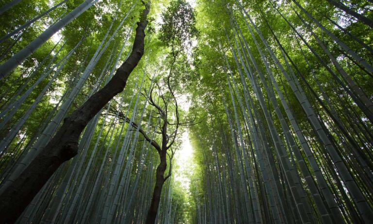 scookiepad set up instructions from simcookie