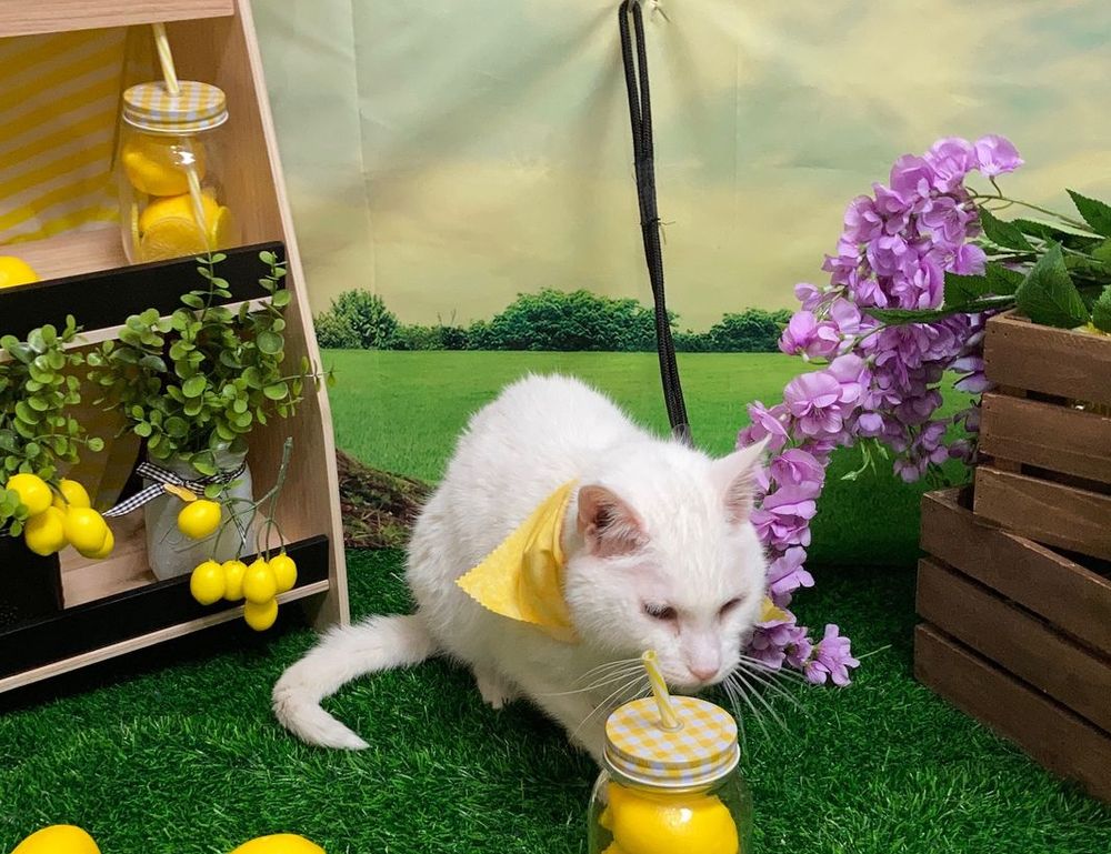 settings gmrrmulator