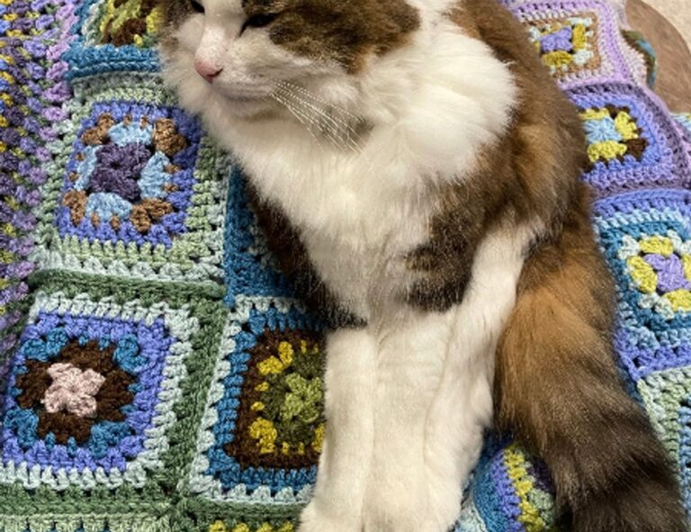 should i buy togamesticky