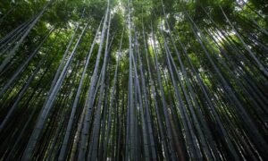 should i nuy togamesticky