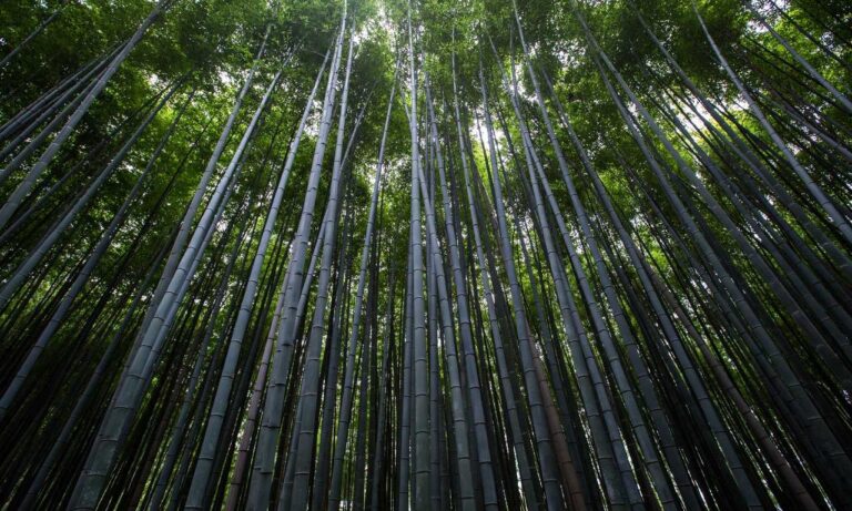 should i nuy togamesticky