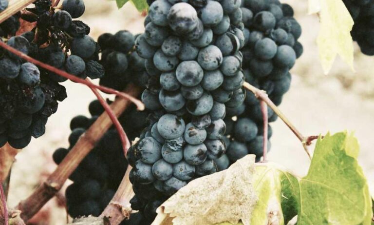 special settings for tgagamestick