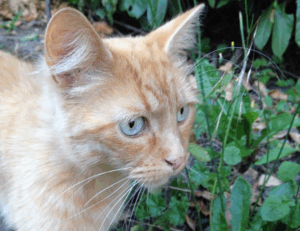 tech news console tportulator