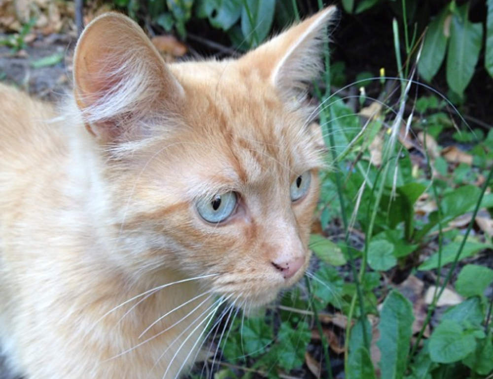 tech news console tportulator