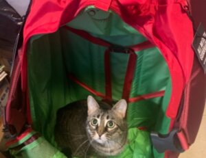 tgarchirvetech gaming news