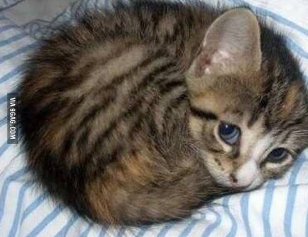 the online gaming event pblgamevent