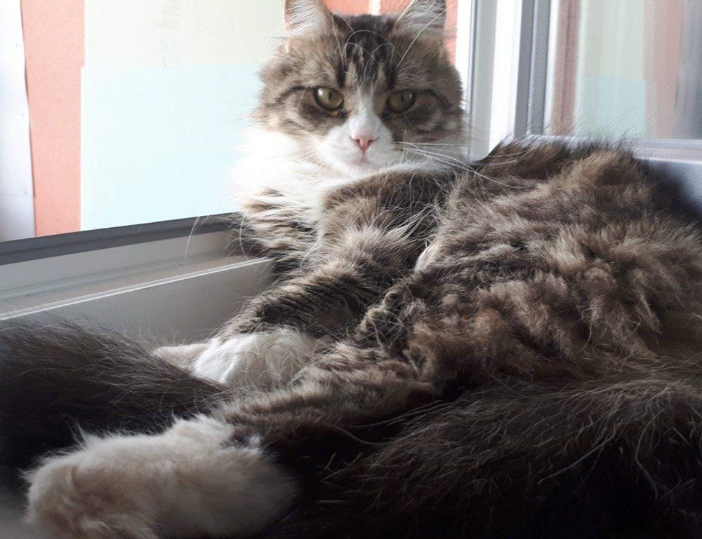 the online tournament tportvent