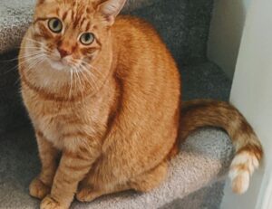 thehakegeeks multiplayer tutorials from thehake