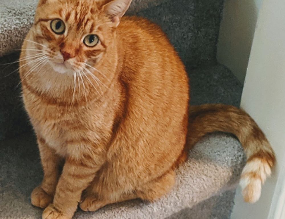 thehakegeeks multiplayer tutorials from thehake