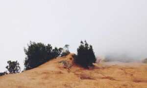 tips playing online bfncplayer