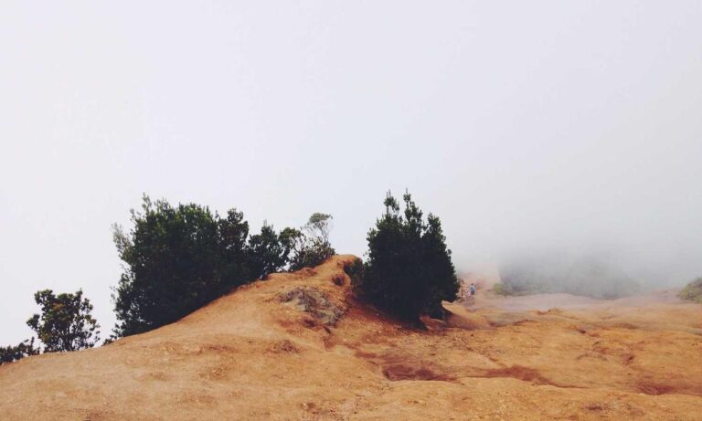 tips playing online bfncplayer