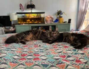 togamesticky new gamestick from thinkofgamers