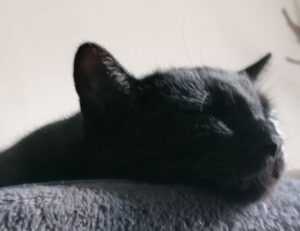 tportgametek game trends from theportablegamer