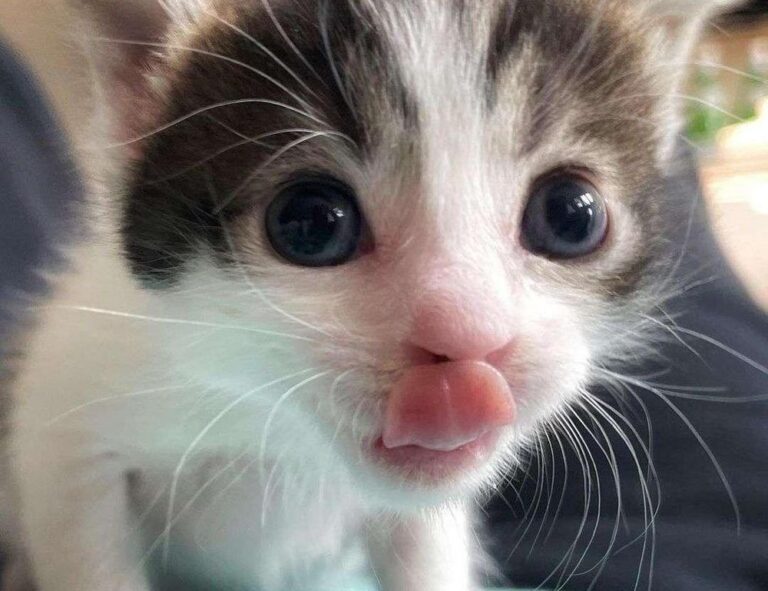 tportulator console guide by theportablegamer