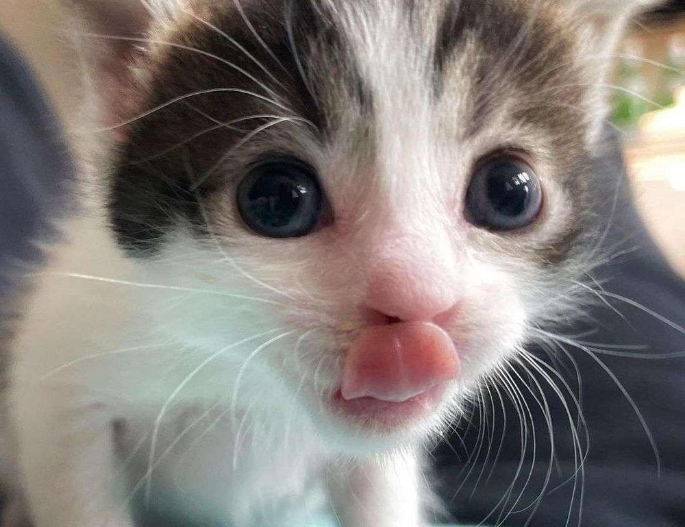 tportulator console guide by theportablegamer