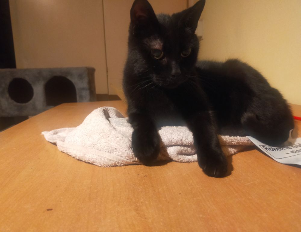 upgrades scookiegear