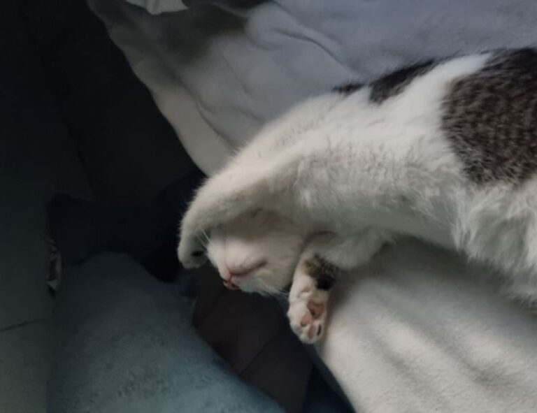 video games jogamesole