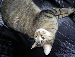 what gaming mouse to buy gmrrmulator