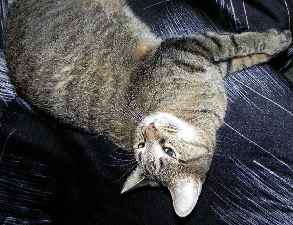 what gaming mouse to buy gmrrmulator