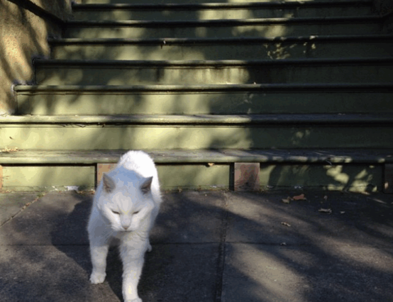 where to find togamesticky