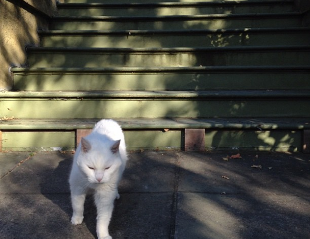 where to find togamesticky