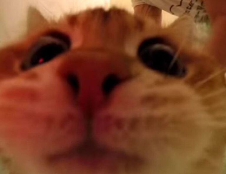 which gaming console should i buy bfnctutorials