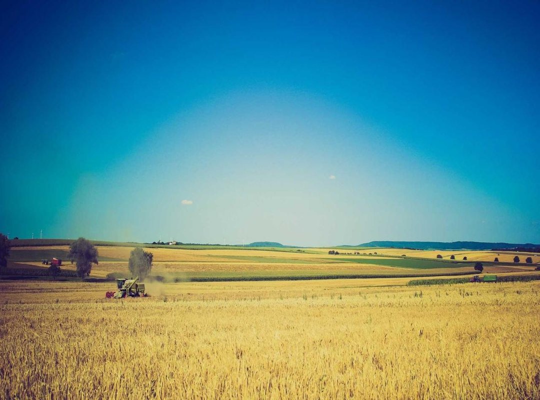 Where to Find Monkeys: A Biome and Location Guide