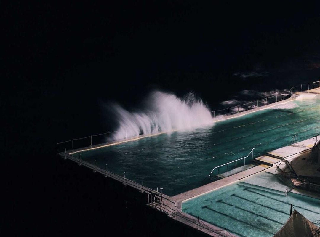 Famous Examples: The Monkeys That Became Internet Legends